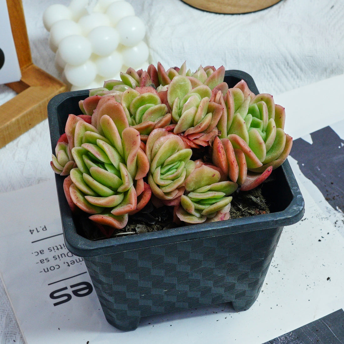 5'' Echeveria Ice Rose Variegated, Rare Live Succulent Plants