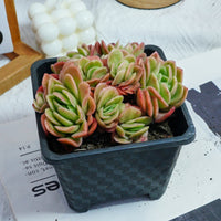 5'' Echeveria Ice Rose Variegated, Rare Live Succulent Plants
