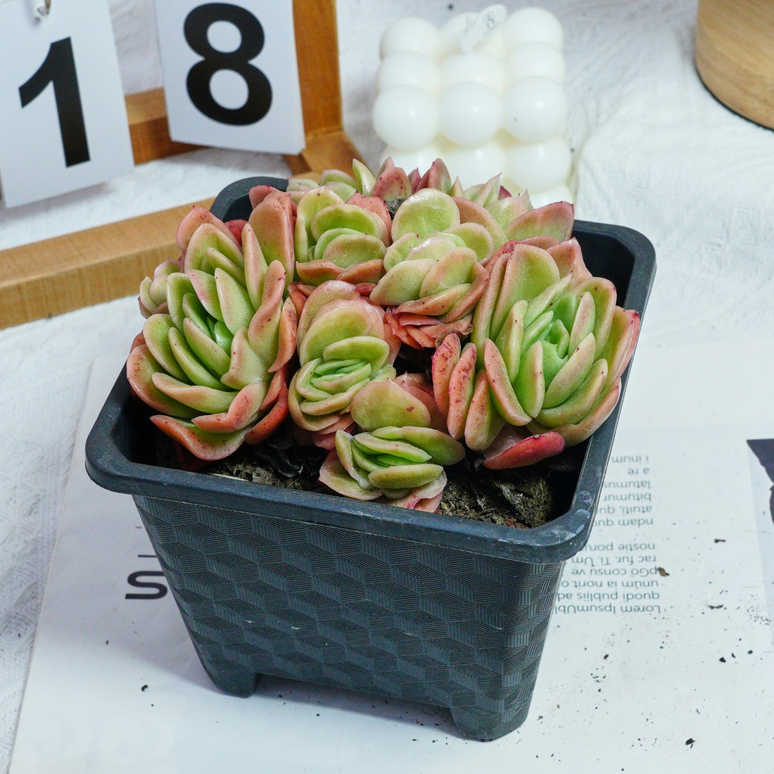 5'' Echeveria Ice Rose Variegated, Rare Live Succulent Plants