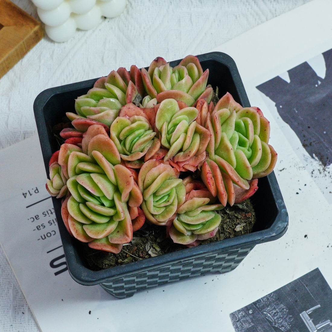 5'' Echeveria Ice Rose Variegated, Rare Live Succulent Plants