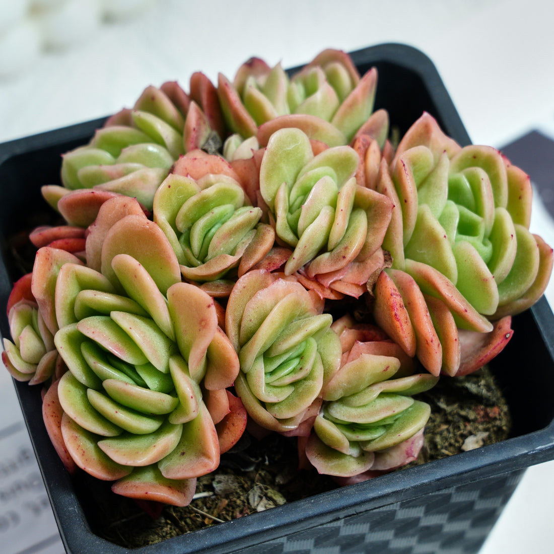 5'' Echeveria Ice Rose Variegated, Rare Live Succulent Plants