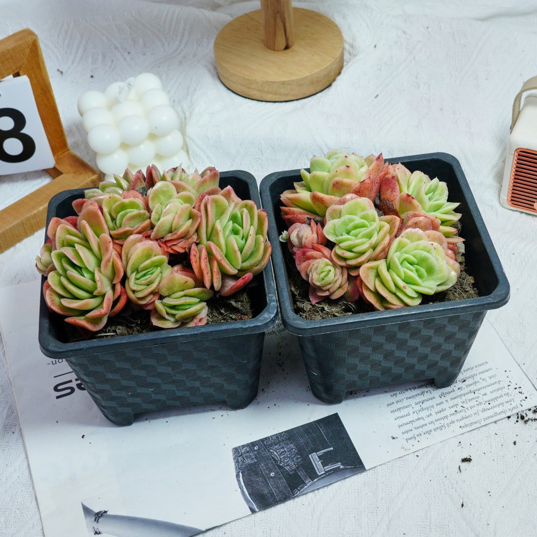 5'' Echeveria Ice Rose Variegated, Rare Live Succulent Plants