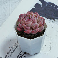3'' Echeveria Mene Hybridization, Rare Live Succulent Plants