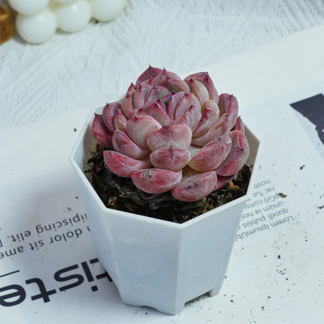 3'' Echeveria Mene Hybridization, Rare Live Succulent Plants