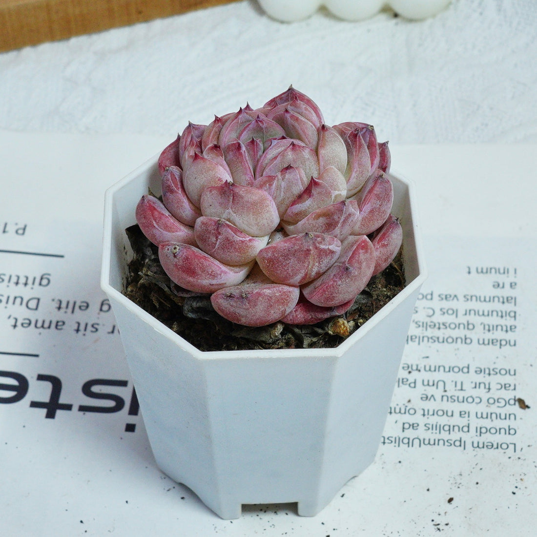 3'' Echeveria Mene Hybridization, Rare Live Succulent Plants