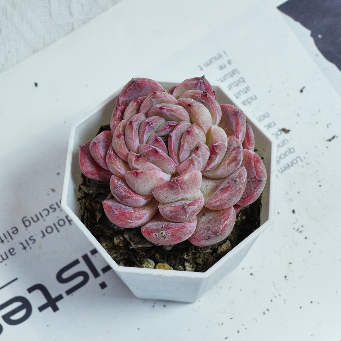 3'' Echeveria Mene Hybridization, Rare Live Succulent Plants
