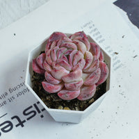 3'' Echeveria Mene Hybridization, Rare Live Succulent Plants