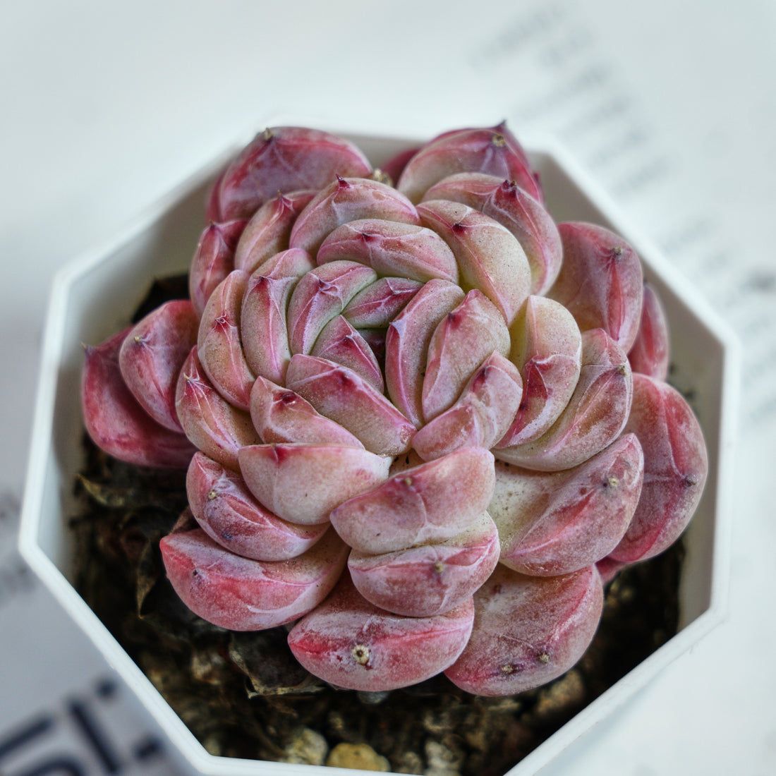 3'' Echeveria Mene Hybridization, Rare Live Succulent Plants