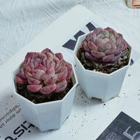 3'' Echeveria Mene Hybridization, Rare Live Succulent Plants