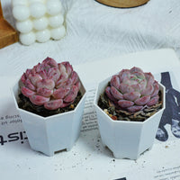 3'' Echeveria Mene Hybridization, Rare Live Succulent Plants