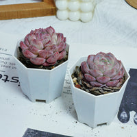 3'' Echeveria Mene Hybridization, Rare Live Succulent Plants