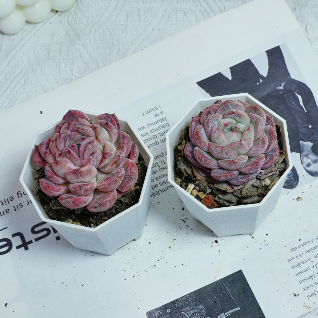 3'' Echeveria Mene Hybridization, Rare Live Succulent Plants