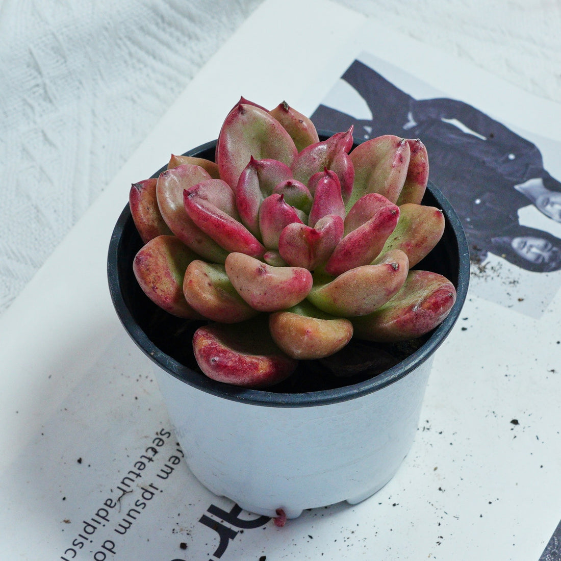 4'' Echeveria Avocado Cream, Rare Live Succulent Plants