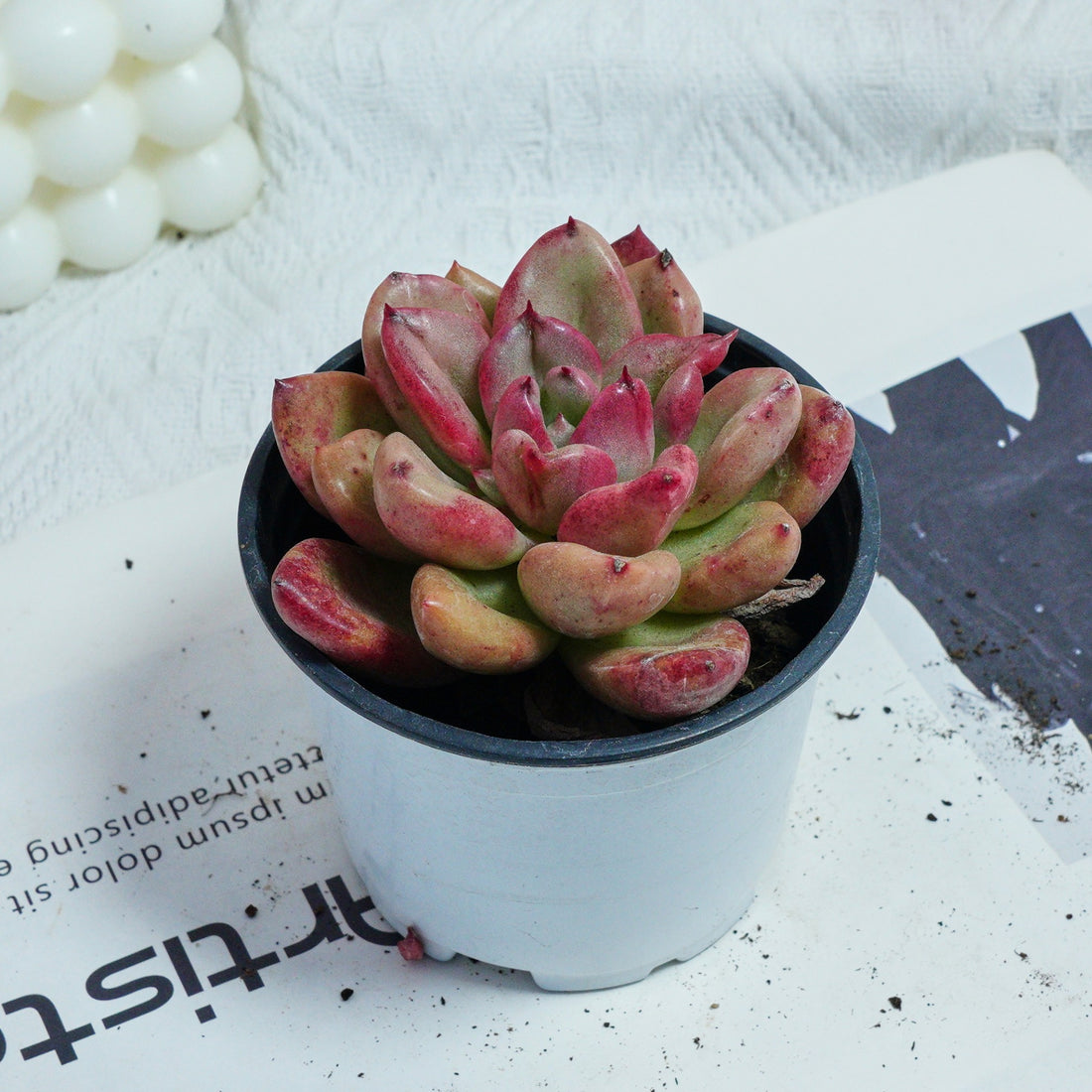 4'' Echeveria Avocado Cream, Rare Live Succulent Plants