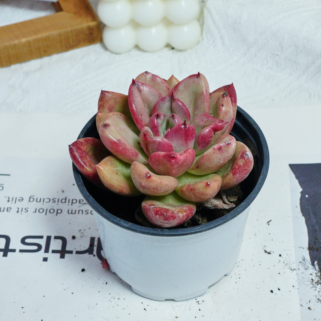 4'' Echeveria Avocado Cream, Rare Live Succulent Plants