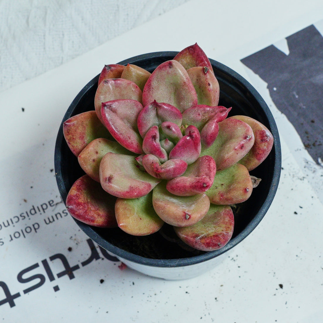 4'' Echeveria Avocado Cream, Rare Live Succulent Plants