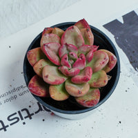 4'' Echeveria Avocado Cream, Rare Live Succulent Plants
