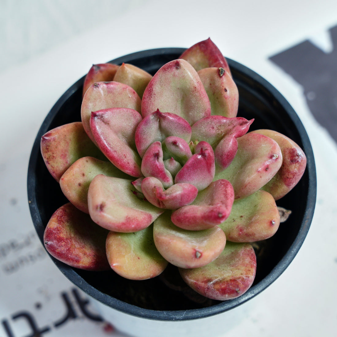 4'' Echeveria Avocado Cream, Rare Live Succulent Plants