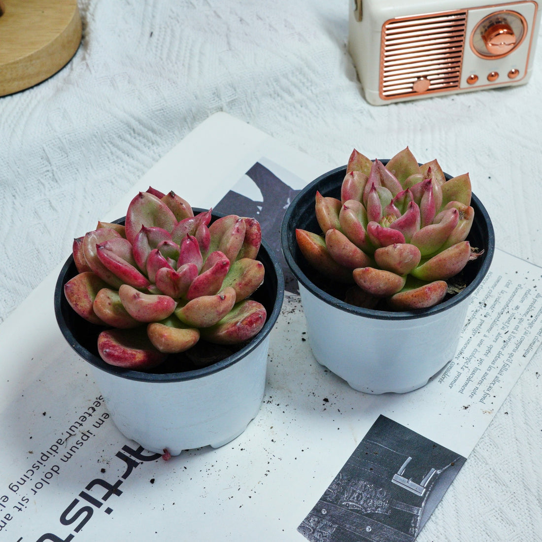 4'' Echeveria Avocado Cream, Rare Live Succulent Plants
