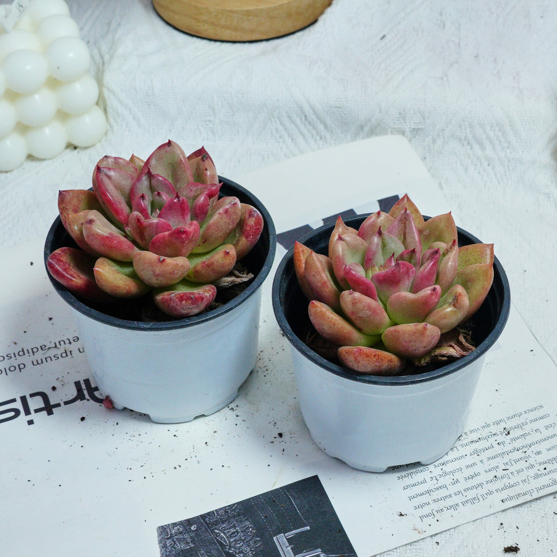 4'' Echeveria Avocado Cream, Rare Live Succulent Plants