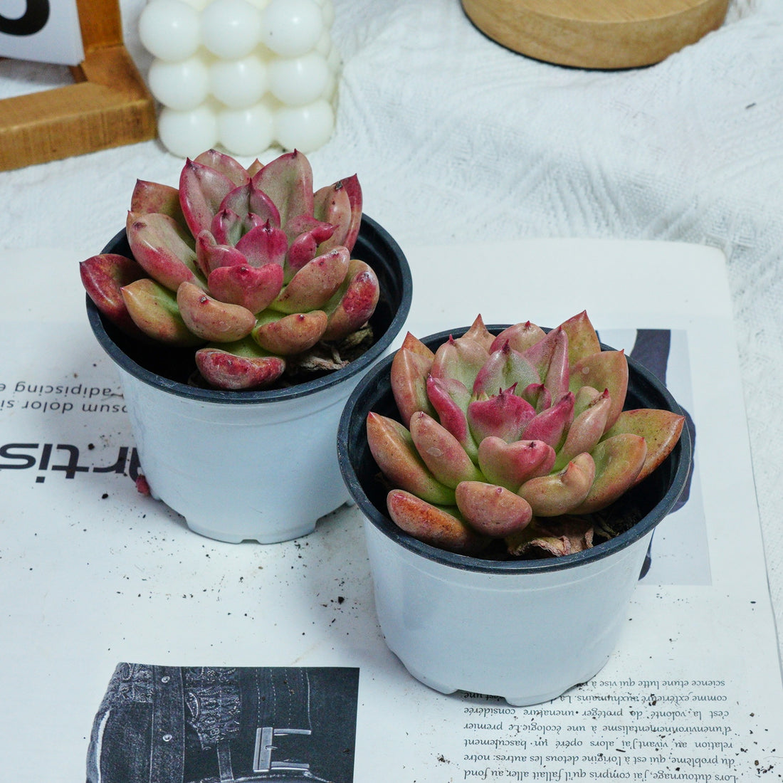 4'' Echeveria Avocado Cream, Rare Live Succulent Plants