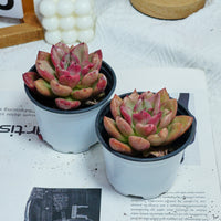 4'' Echeveria Avocado Cream, Rare Live Succulent Plants