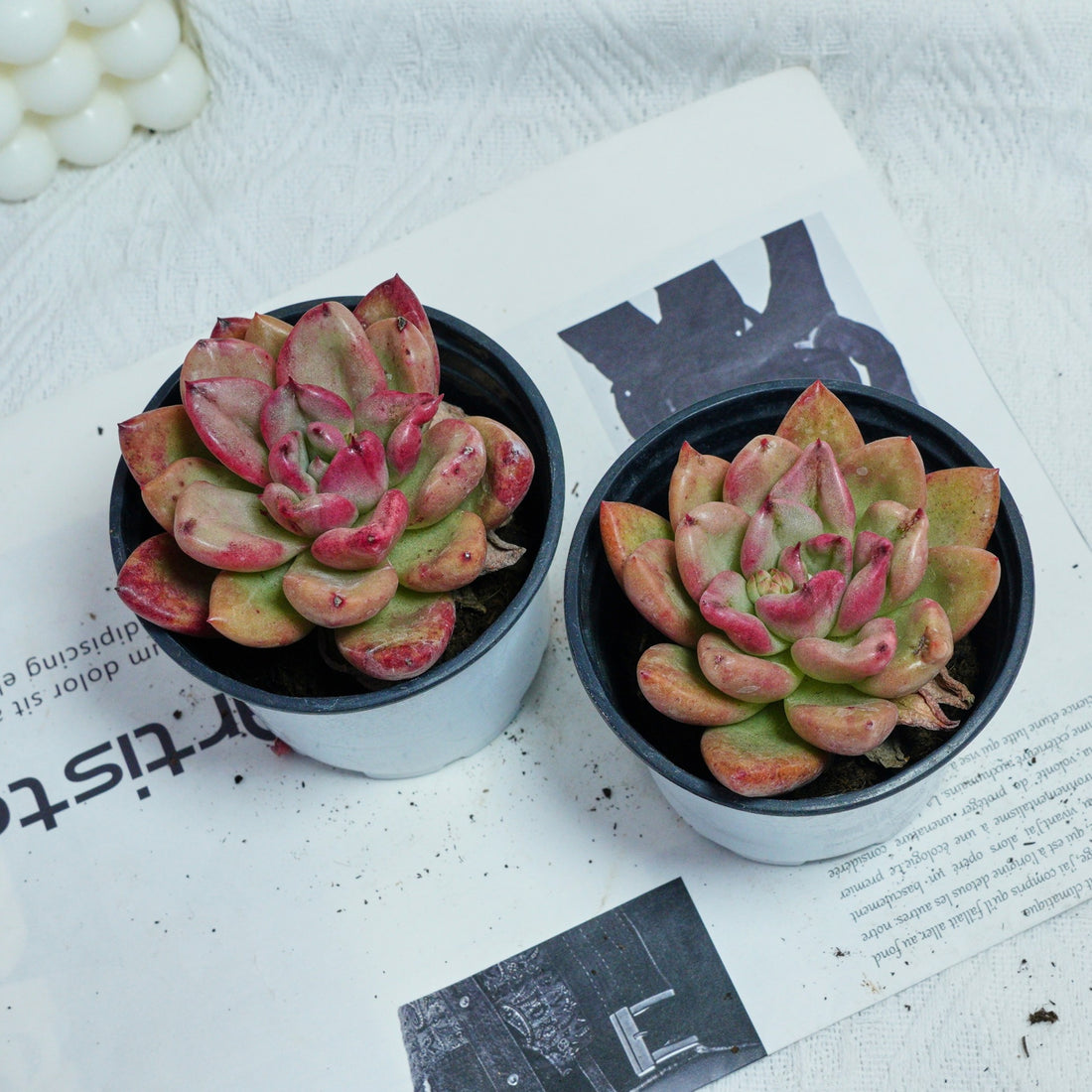 4'' Echeveria Avocado Cream, Rare Live Succulent Plants
