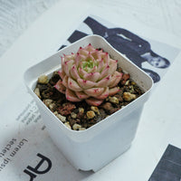 2'' Echeveria Amaranthus, Rare Live Succulent Plants
