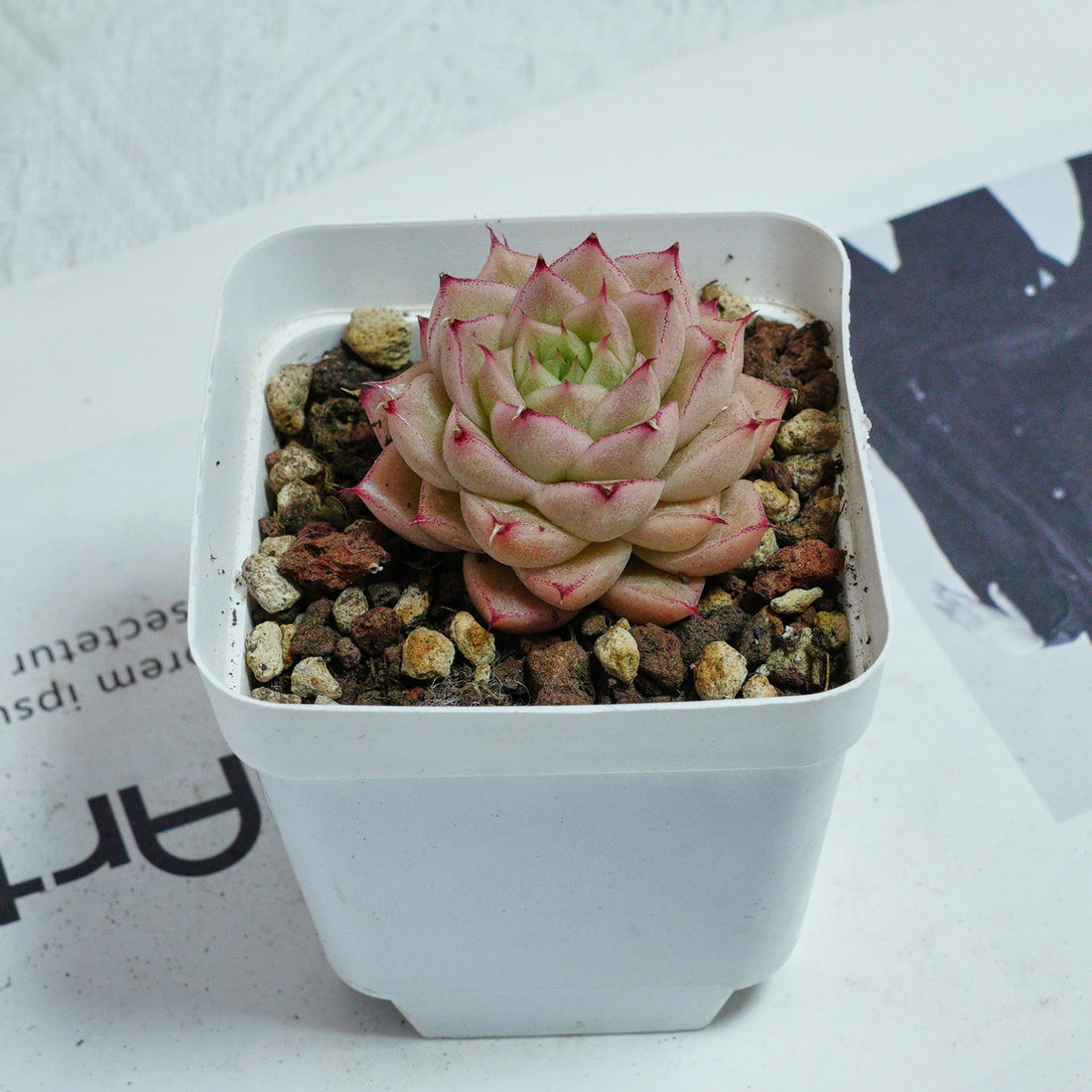 2'' Echeveria Amaranthus, Rare Live Succulent Plants