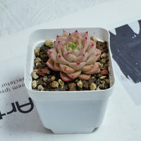 2'' Echeveria Amaranthus, Rare Live Succulent Plants