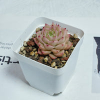 2'' Echeveria Amaranthus, Rare Live Succulent Plants