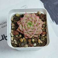2'' Echeveria Amaranthus, Rare Live Succulent Plants