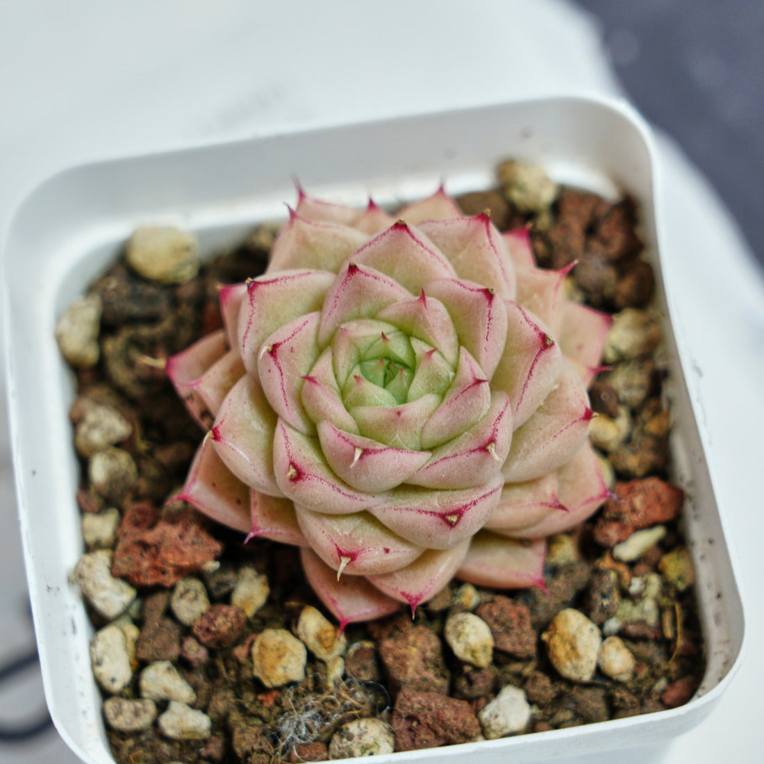 2'' Echeveria Amaranthus, Rare Live Succulent Plants