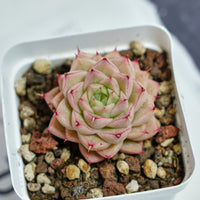 2'' Echeveria Amaranthus, Rare Live Succulent Plants