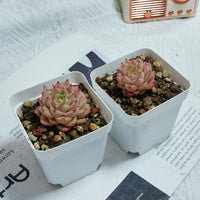 2'' Echeveria Amaranthus, Rare Live Succulent Plants
