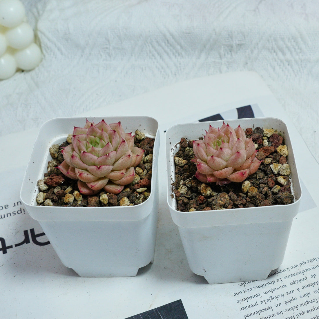 2'' Echeveria Amaranthus, Rare Live Succulent Plants