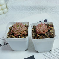 2'' Echeveria Amaranthus, Rare Live Succulent Plants