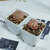 2'' Echeveria Amaranthus, Rare Live Succulent Plants