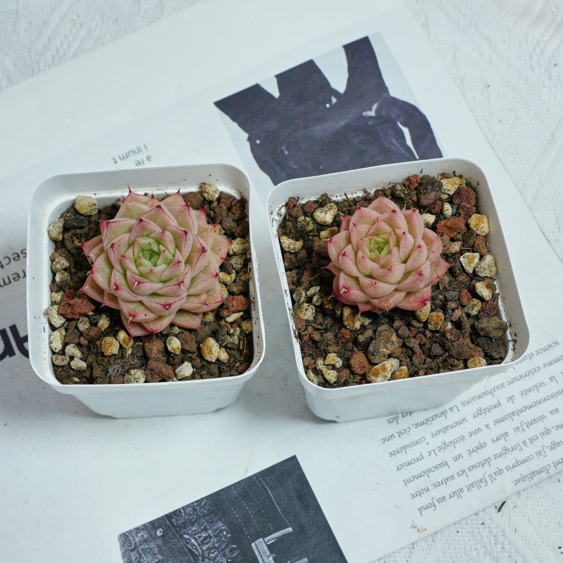 2'' Echeveria Amaranthus, Rare Live Succulent Plants