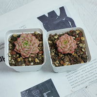 2'' Echeveria Amaranthus, Rare Live Succulent Plants