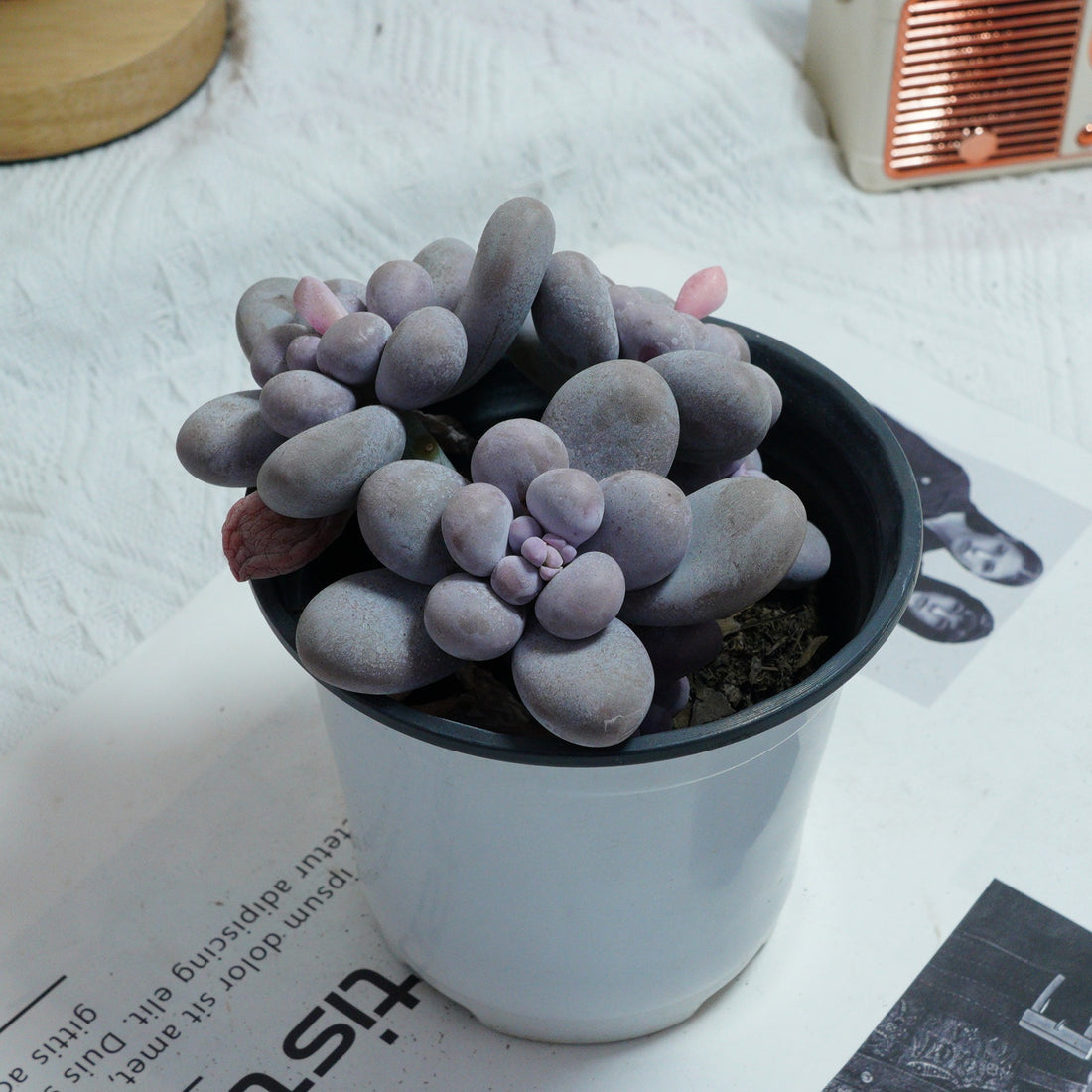 5'' Pachythytum Oviferum Small, Rare Live Succulent Plants