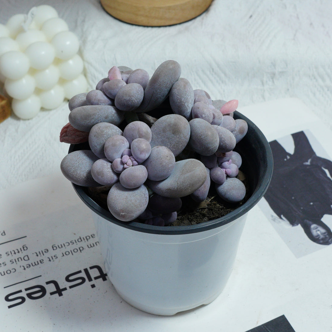 5'' Pachythytum Oviferum Small, Rare Live Succulent Plants