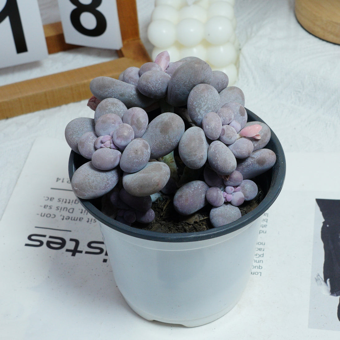 5'' Pachythytum Oviferum Small, Rare Live Succulent Plants