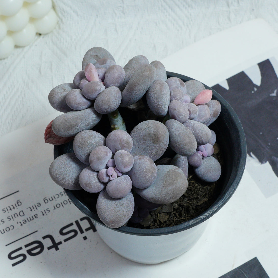 5'' Pachythytum Oviferum Small, Rare Live Succulent Plants