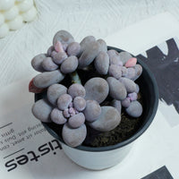 5'' Pachythytum Oviferum Small, Rare Live Succulent Plants