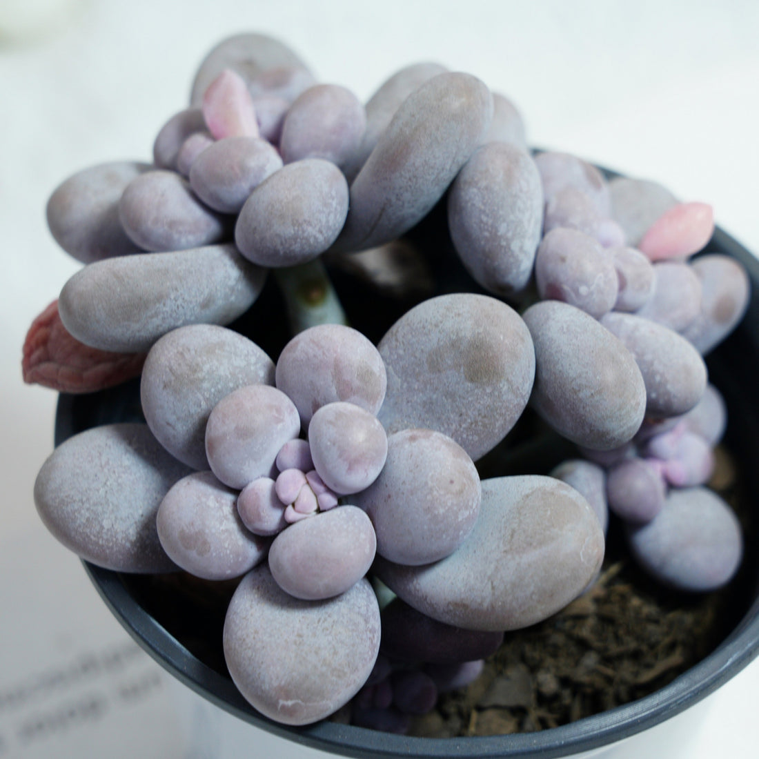 5'' Pachythytum Oviferum Small, Rare Live Succulent Plants