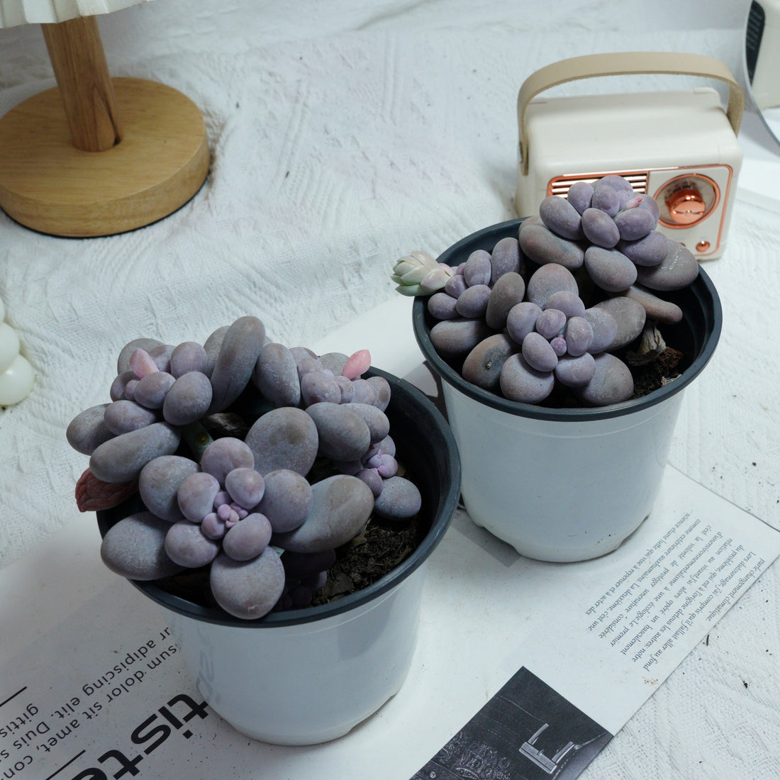 5'' Pachythytum Oviferum Small, Rare Live Succulent Plants