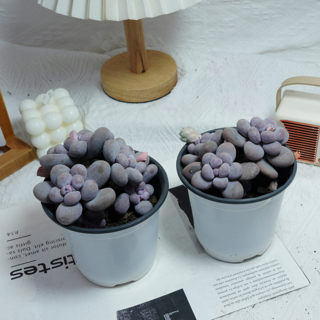 5'' Pachythytum Oviferum Small, Rare Live Succulent Plants
