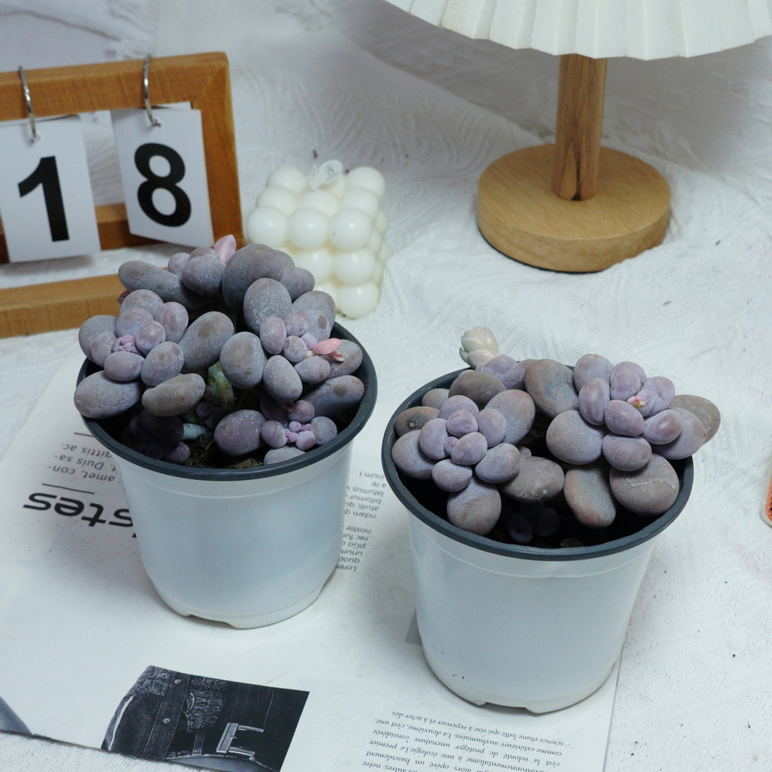 5'' Pachythytum Oviferum Small, Rare Live Succulent Plants