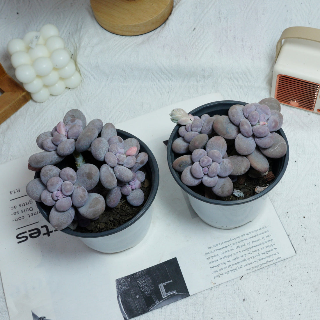 5'' Pachythytum Oviferum Small, Rare Live Succulent Plants